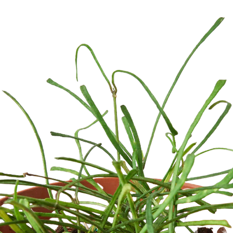 Hoya 'Grass Leafed' - 4" Pot