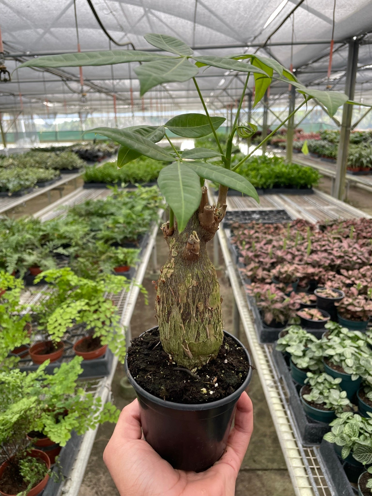 guiana chestnut money tree Money Tree 'Guiana Chestnut' Pachira Stump
