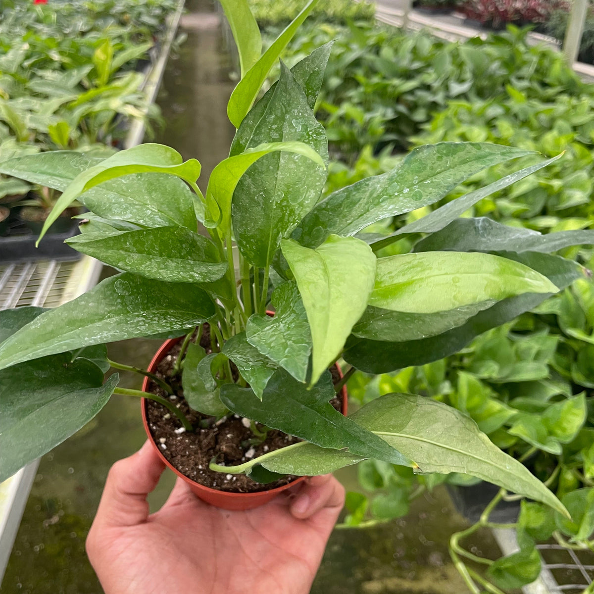 Pothos Skeleton Key – Millie's Plants