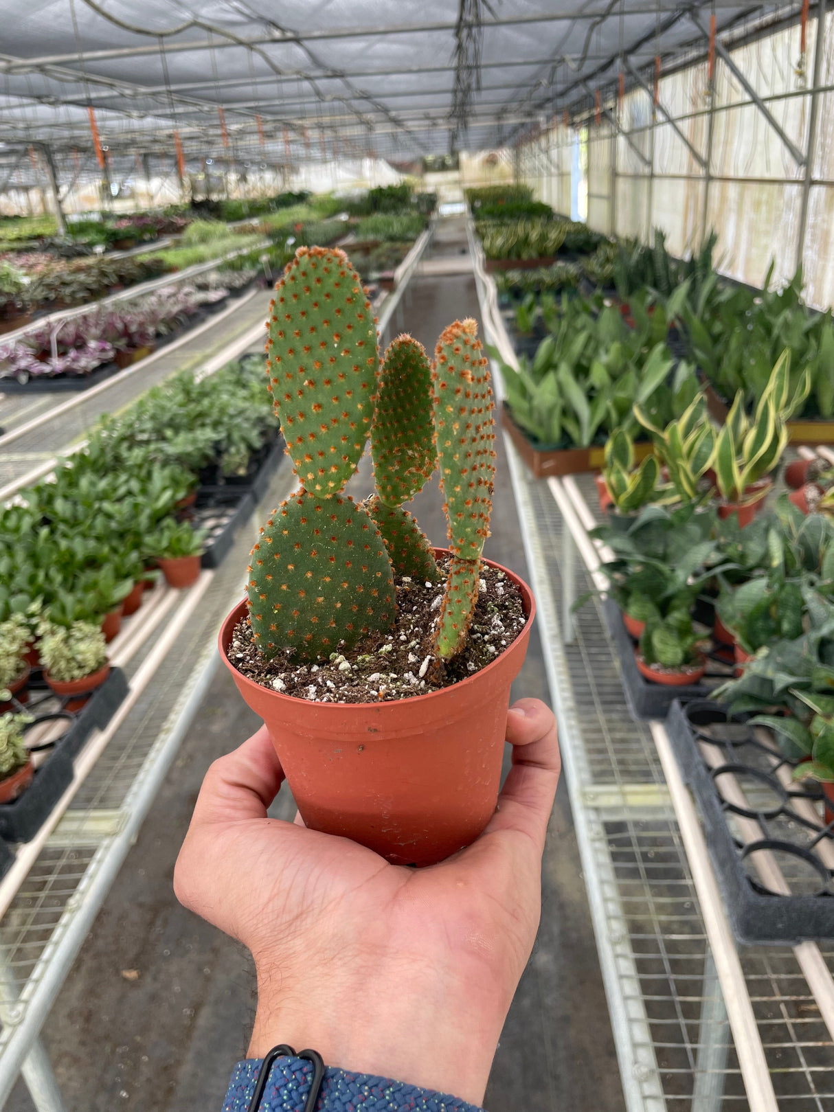 Opuntia 'Microdasys' (Bunny Ear Cactus)