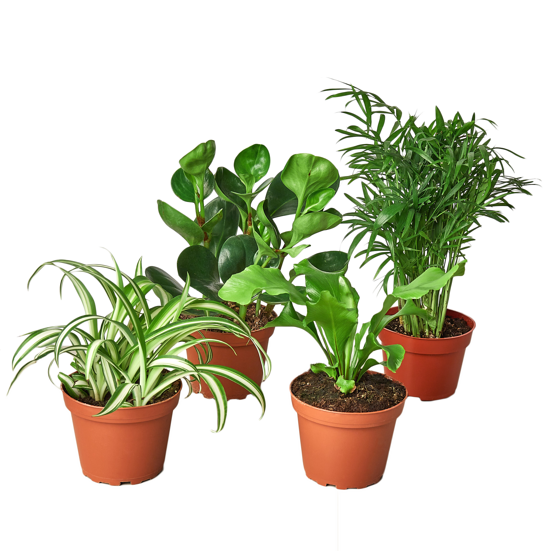 show plants indoor Buy Pet-Friendly Indoor Plant Bundle
