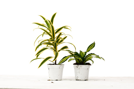 2 Dracaena Variety Pack - 4" Pot