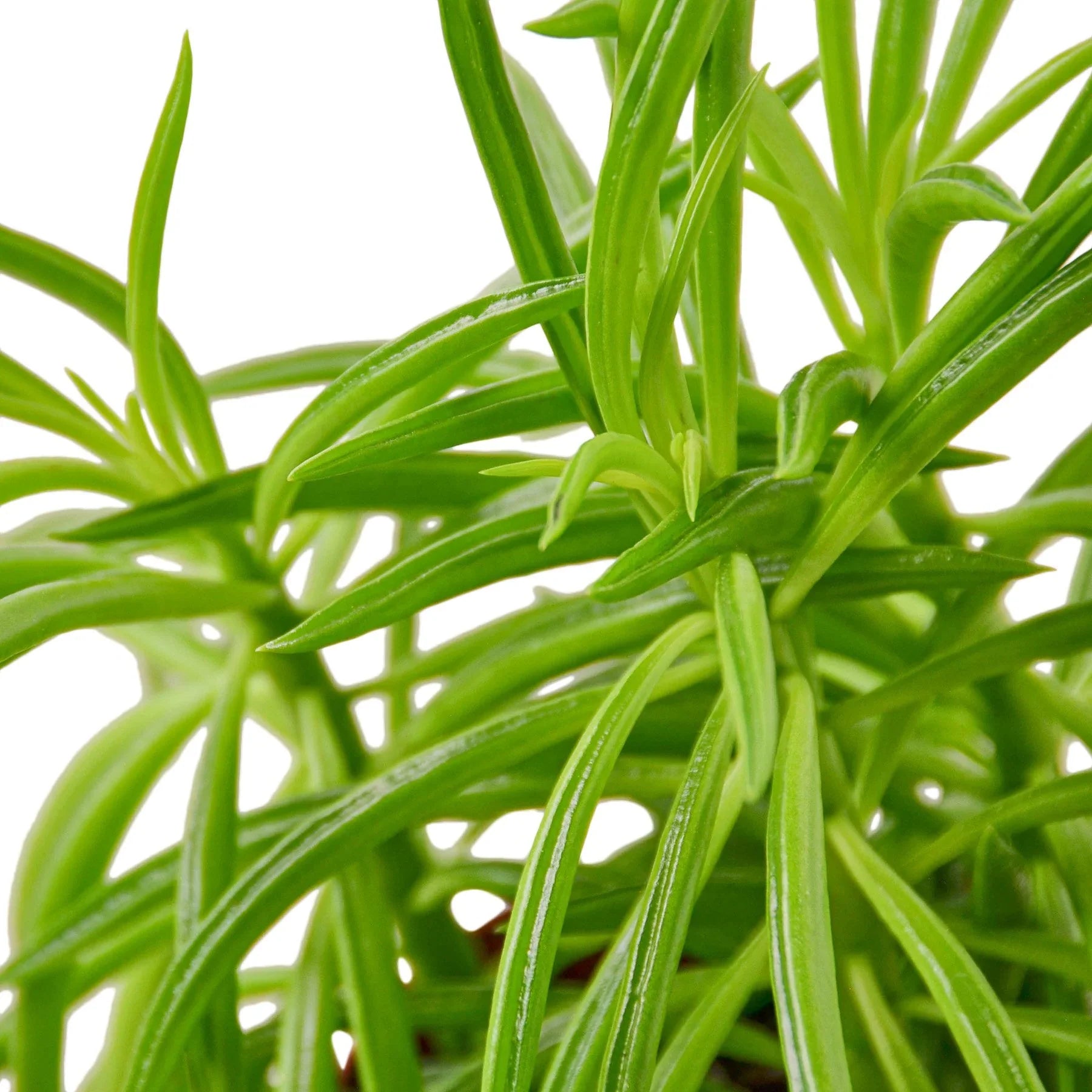 Millie's Plants Peperomia Green Bean - Thumbnail 2