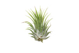 Tillandsia Air Plant Ionantha - 5 Pack