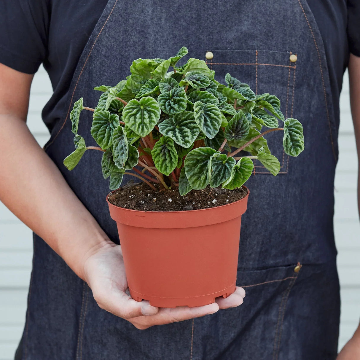 Peperomia 'Ripple'