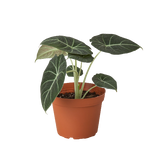 Alocasia Reginula 'Black Velvet'