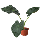 Alocasia 'Regal Shields'