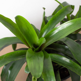 Bromeliad Bossanoa - 6" Pot