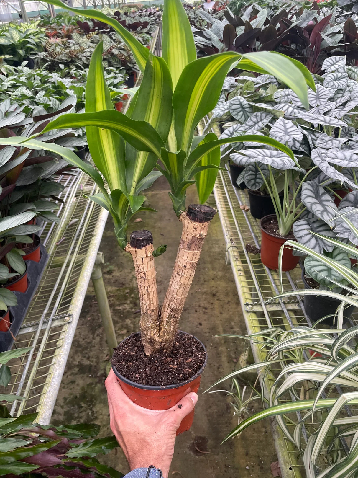 Dracaena Massangeana