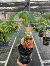 Papaya Tree