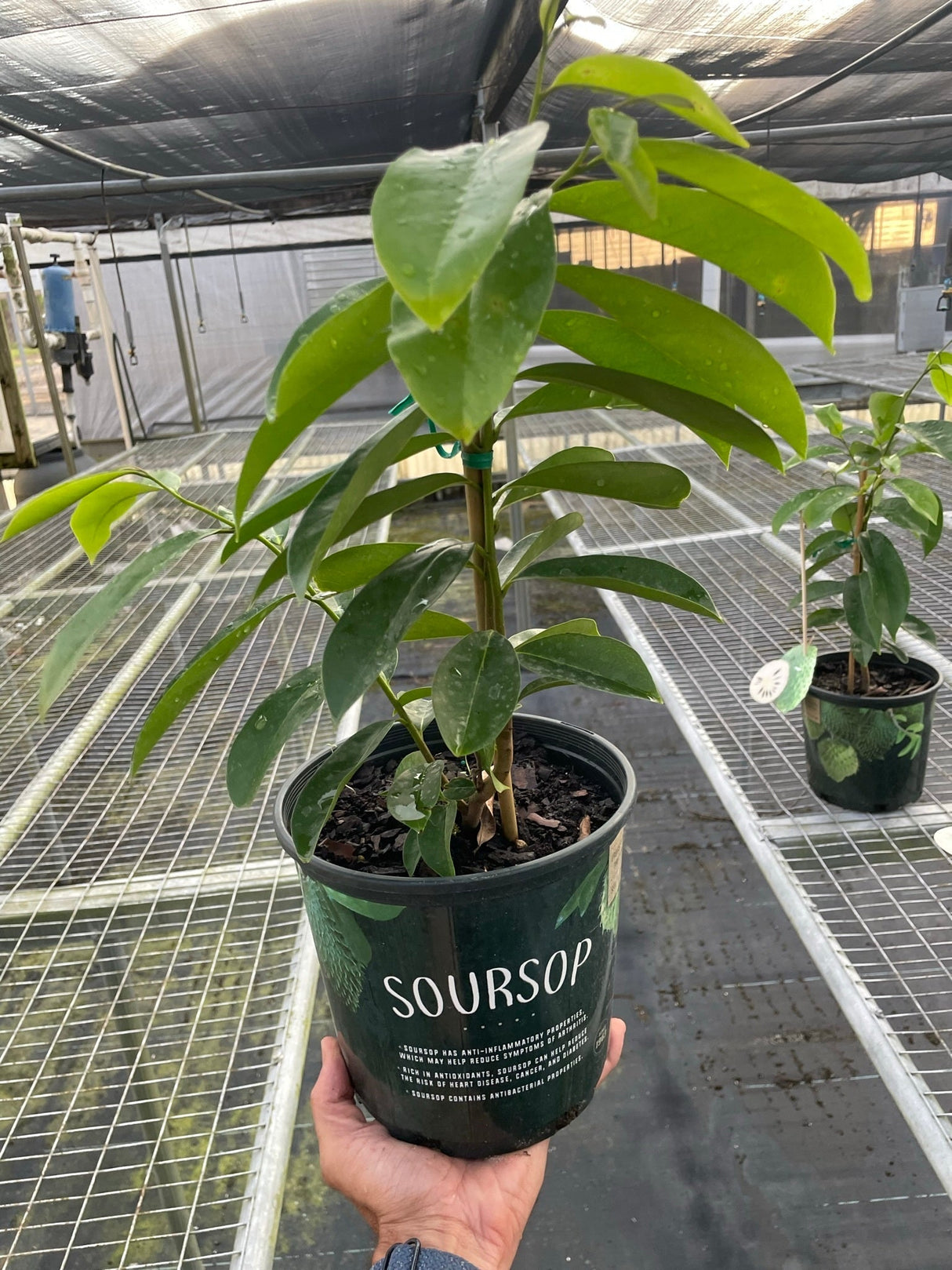 Soursop Tree