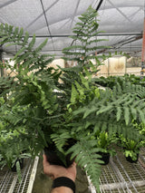 Southern Shield' Fern