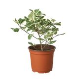 Ficus Elastica 'Triangularis' Variegated