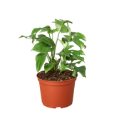 Philodendron Mini Monstera Minima