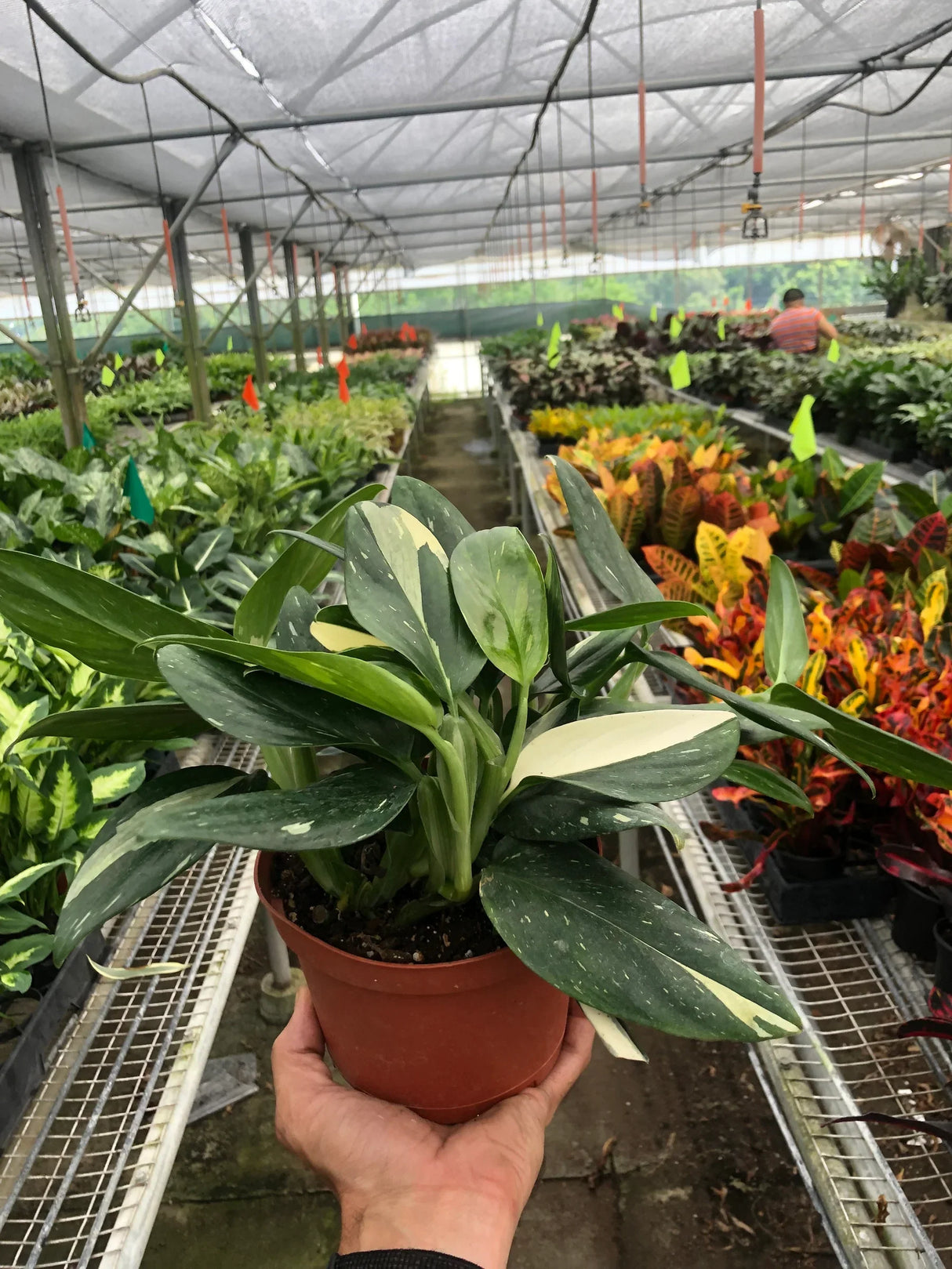 Monstera 'Standeleyana Albo Variegated'