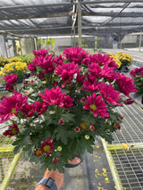 Mums (Chrysanthemum)