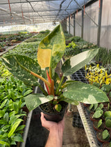 philodendron congo variegated Buy Philodendron Congo Green Variegated
