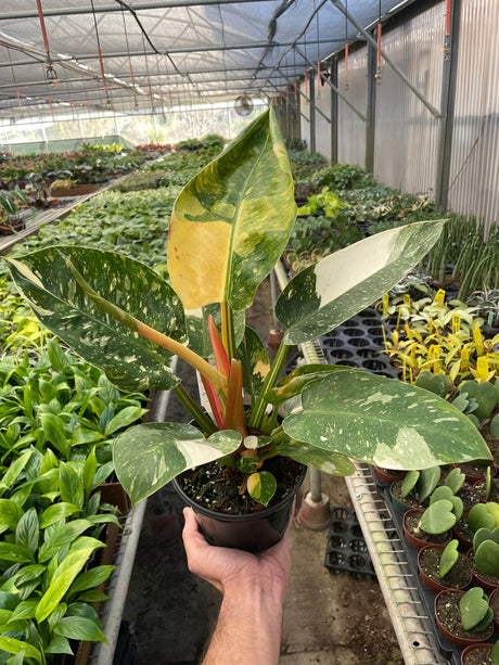 Philodendron 'Congo Green Variegated'