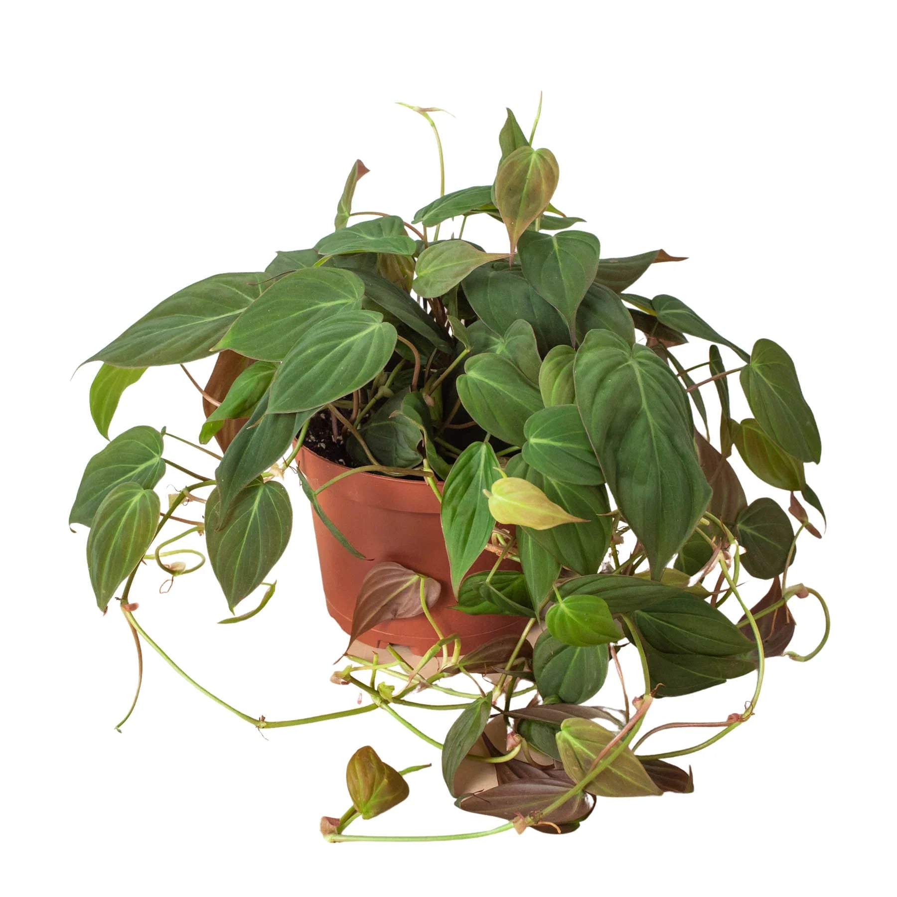 Philodendron Velvet - Thumbnail 2