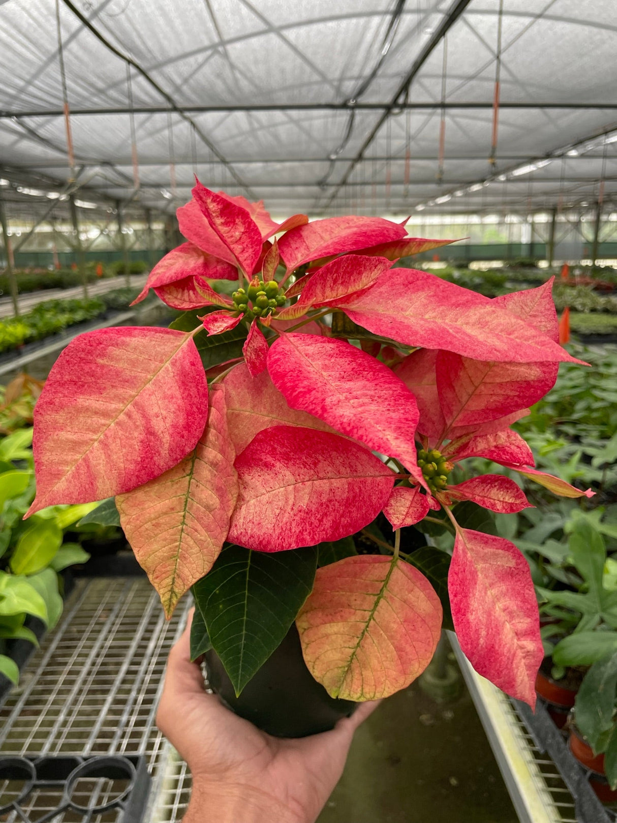 Poinsettia 'Ice Crystal'