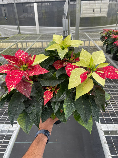 Poinsettia 'Red Glitter'