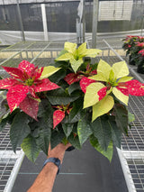 Poinsettia 'Red Glitter'