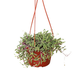 String of Rubies - 6" Pots