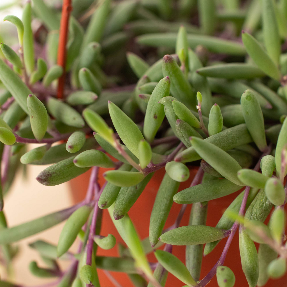 String of Rubies - 6" Pots