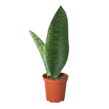 Shark Fin Snake Plant