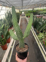 Road Kill Cactus (Consolea rubescens)