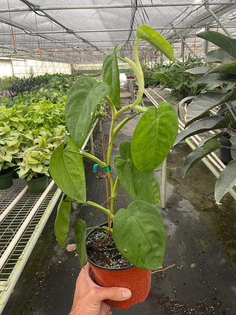 Syngonium 'Ice Frost'