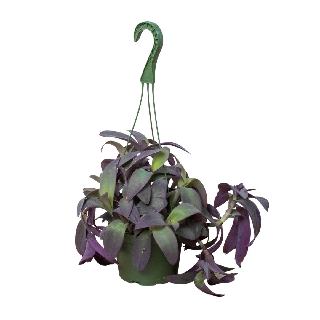 Tradescantia Purple Heart