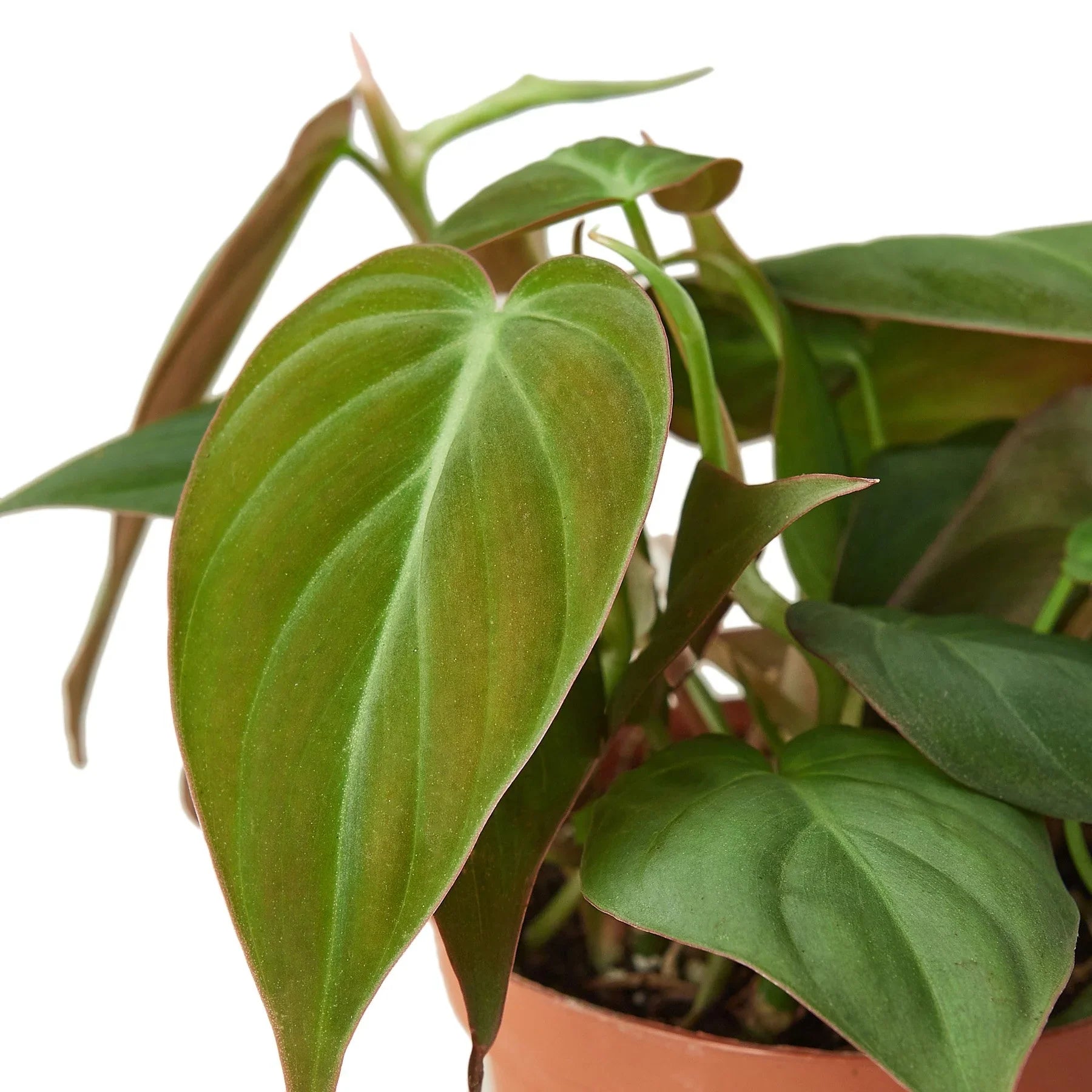 Philodendron Velvet - Thumbnail 3