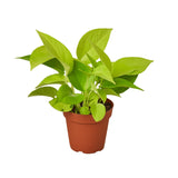 Pothos 'Neon'