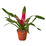 Bromeliad 'Donna'