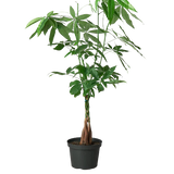 money tree 'guiana chestnut' pachira braid Money Tree 'Guiana Chestnut'