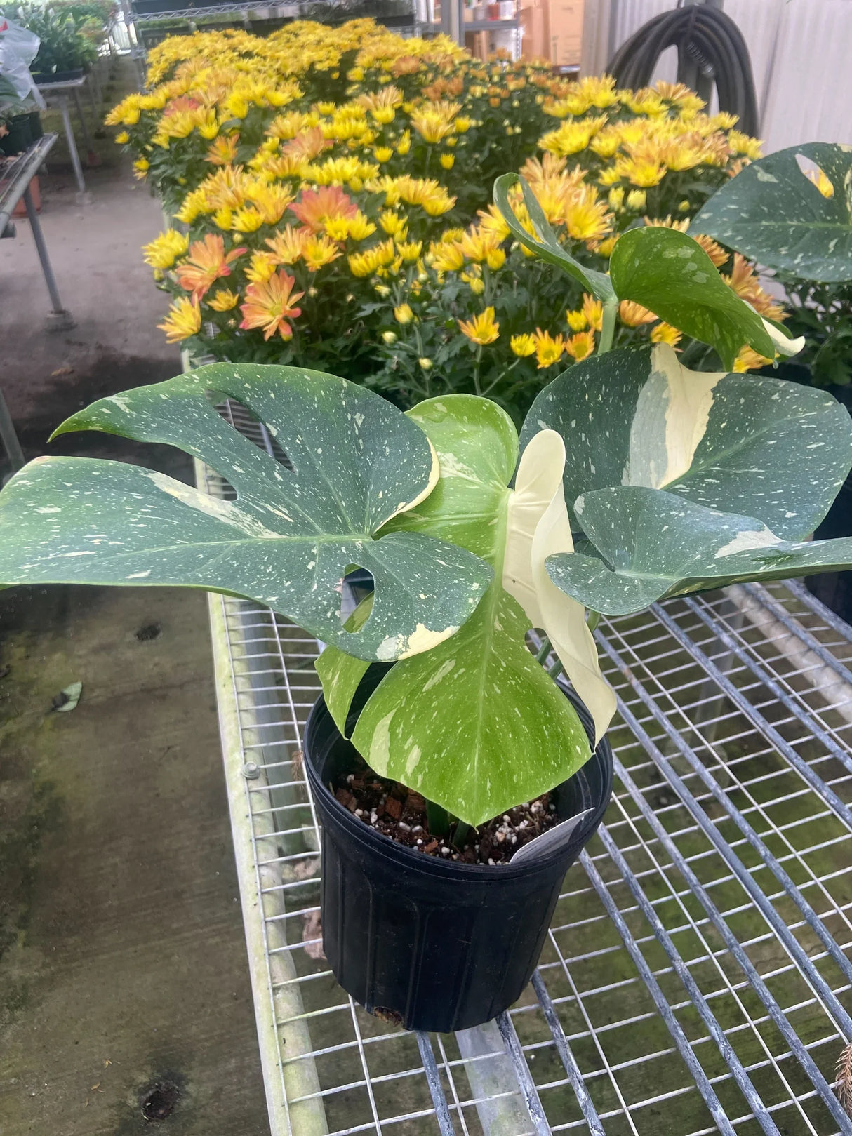 Monstera 'Thai Constellation'