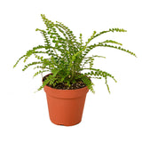 Fern 'Lemon Button'