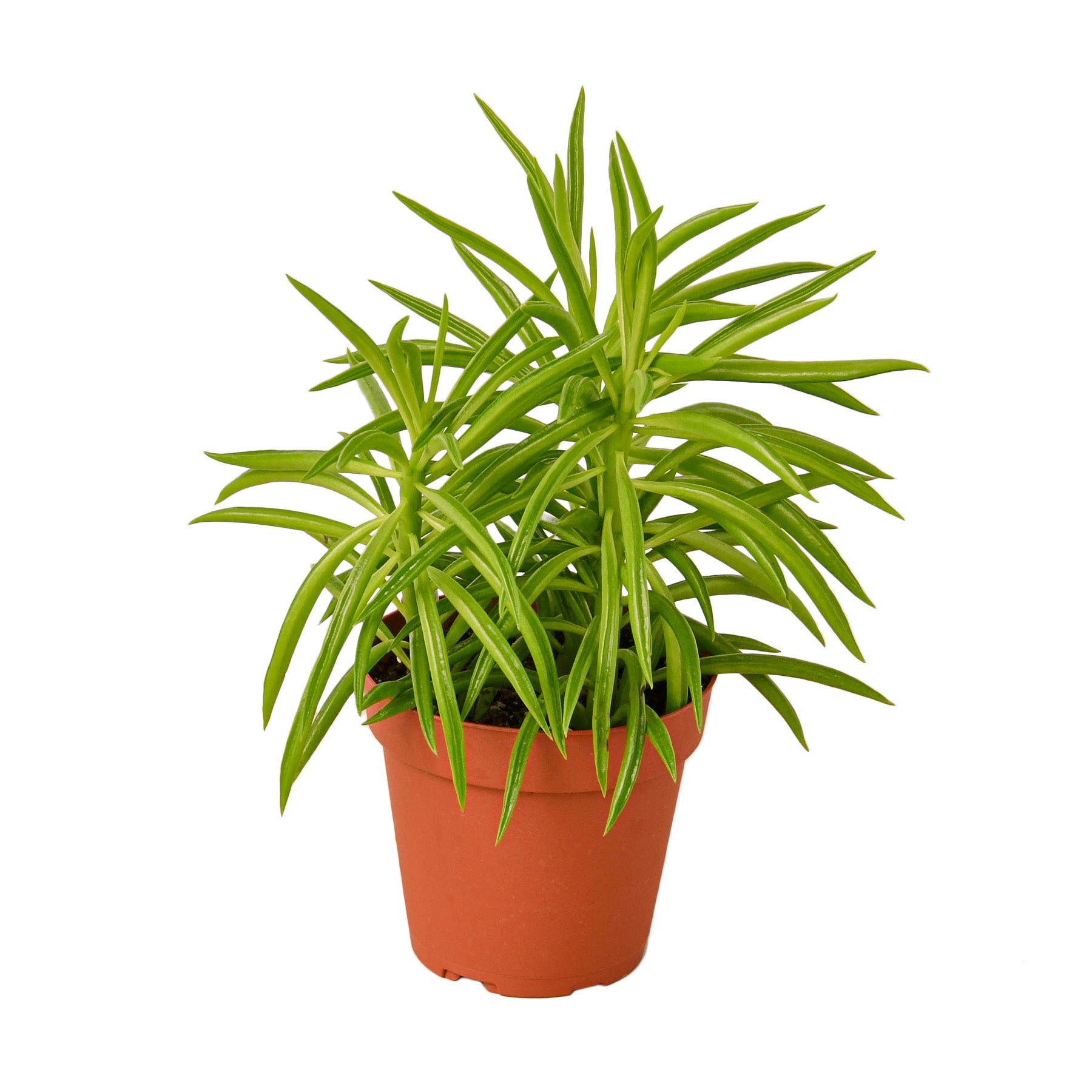 Millie's Plants Peperomia Green Bean