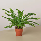 Jester's Crown Fern