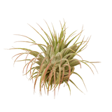 Tillandsia Air Plant Ionantha Guatemala