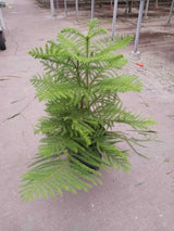 Norfolk 'Island Pine' - 10' Pot