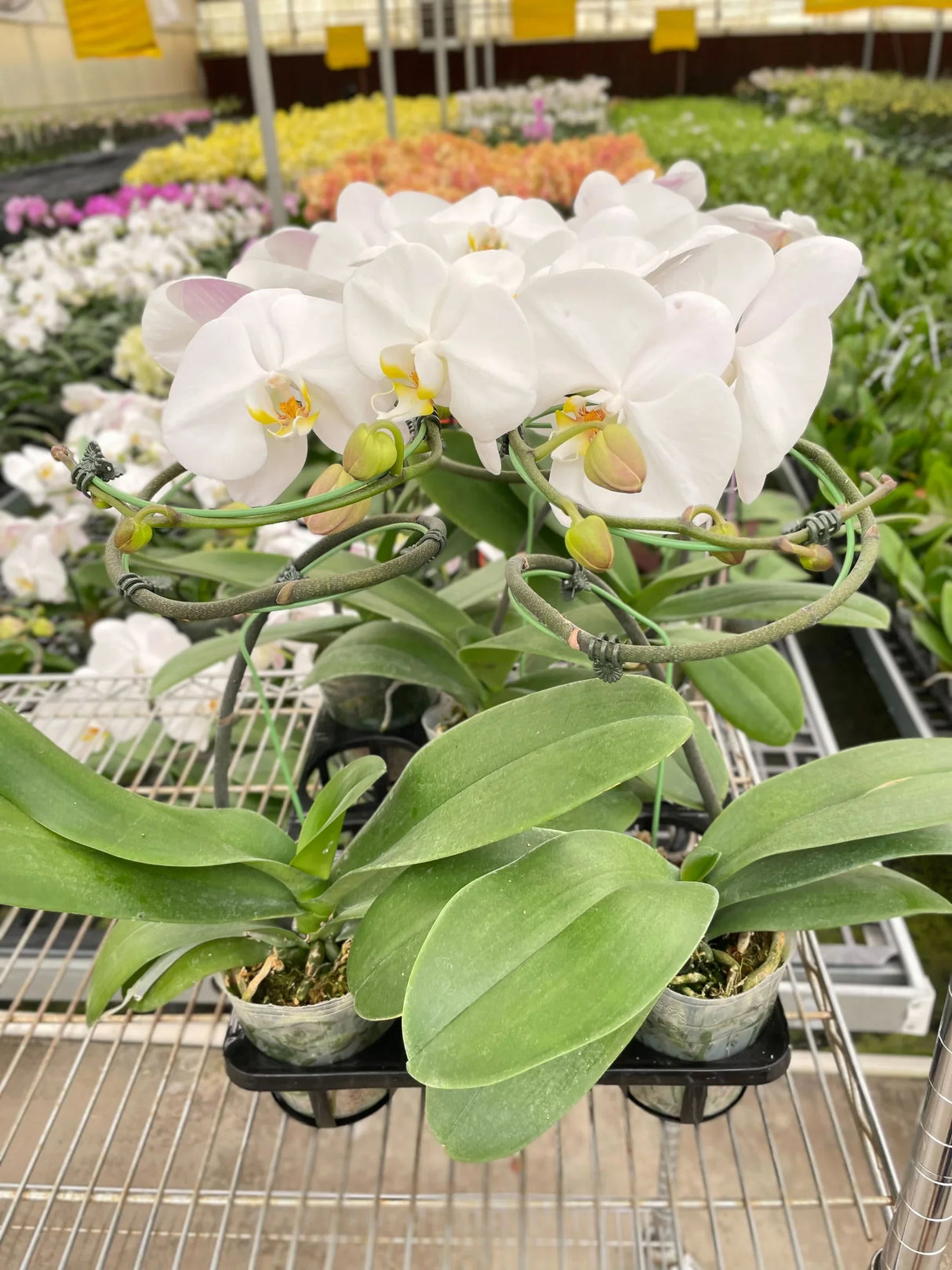 Orchid 'White Phalaenopsis'