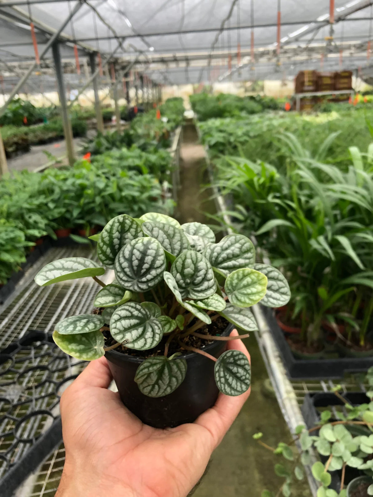 Peperomia 'Burbella'