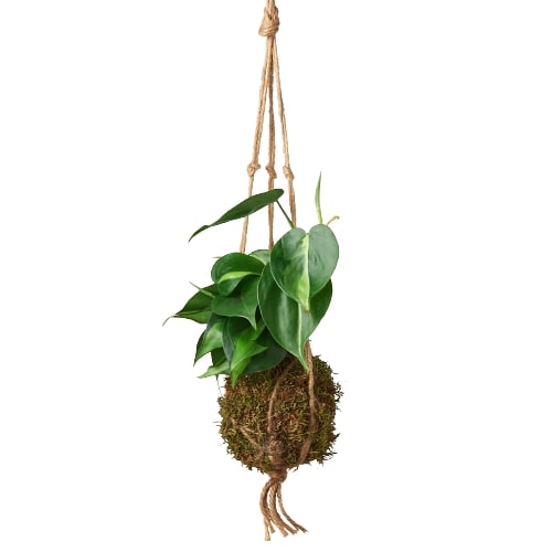 Kokedama Moss Ball Hanging Plant