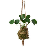 Kokedama Moss Ball Hanging Plant