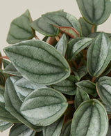 Peperomia 'Napoli Nights' - 4" Pot