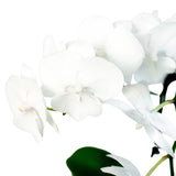 Orchid 'White Phalaenopsis'