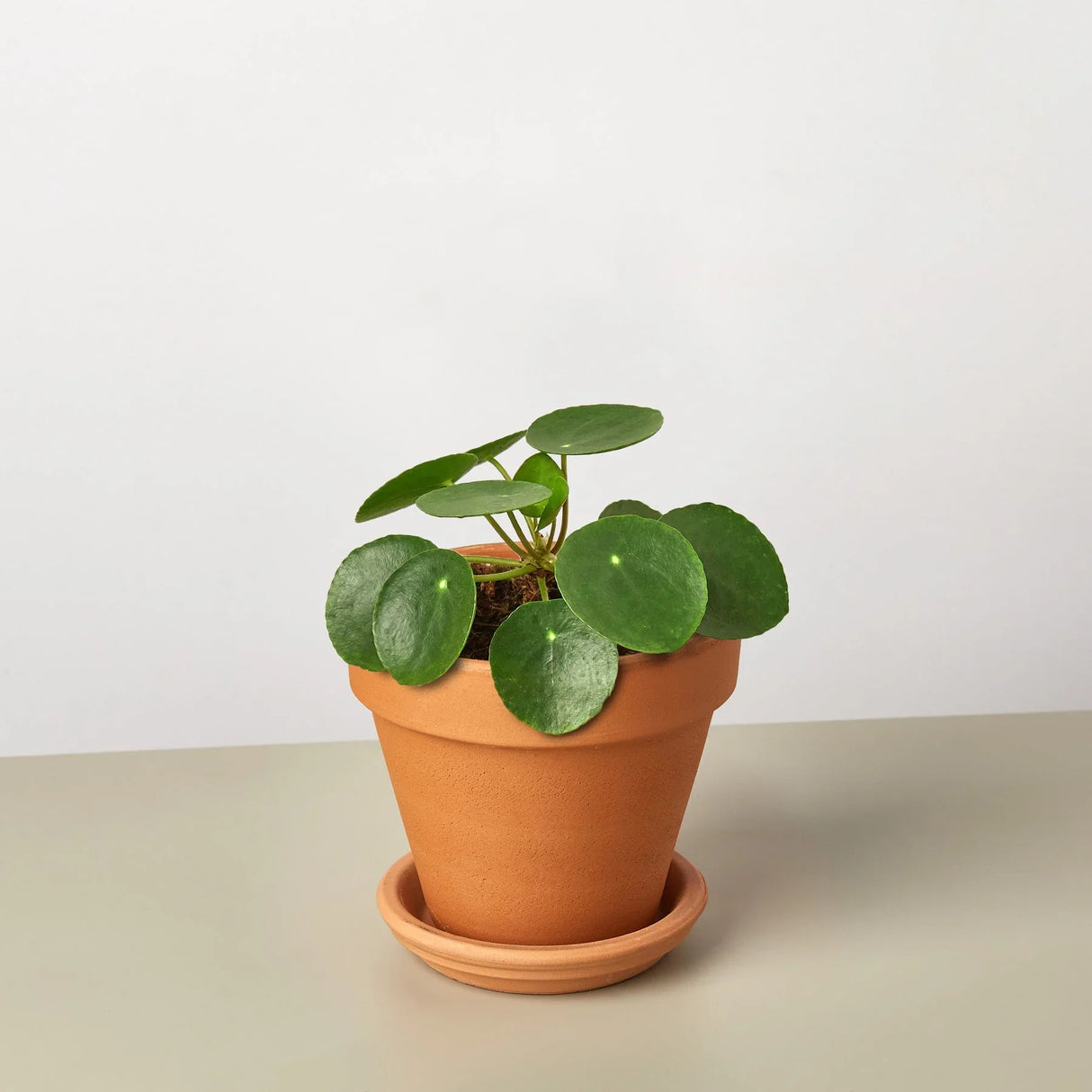 Pilea Peperomioides 'Chinese Money'