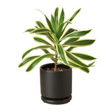 Dracaena 'Song of India'